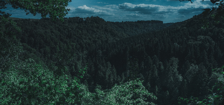 Rolling forest in the moonlight